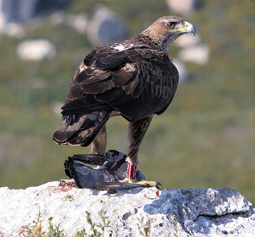 Les aigles de Bonelli du Château Calissanne