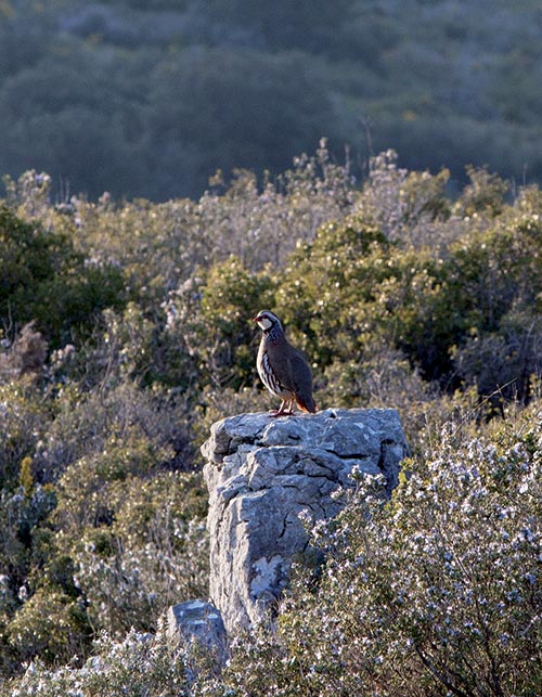 Les outardes du Château Calissanne