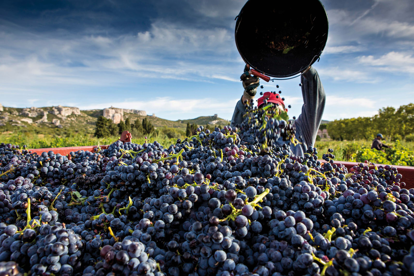 Les vendanges au Château Calissanne