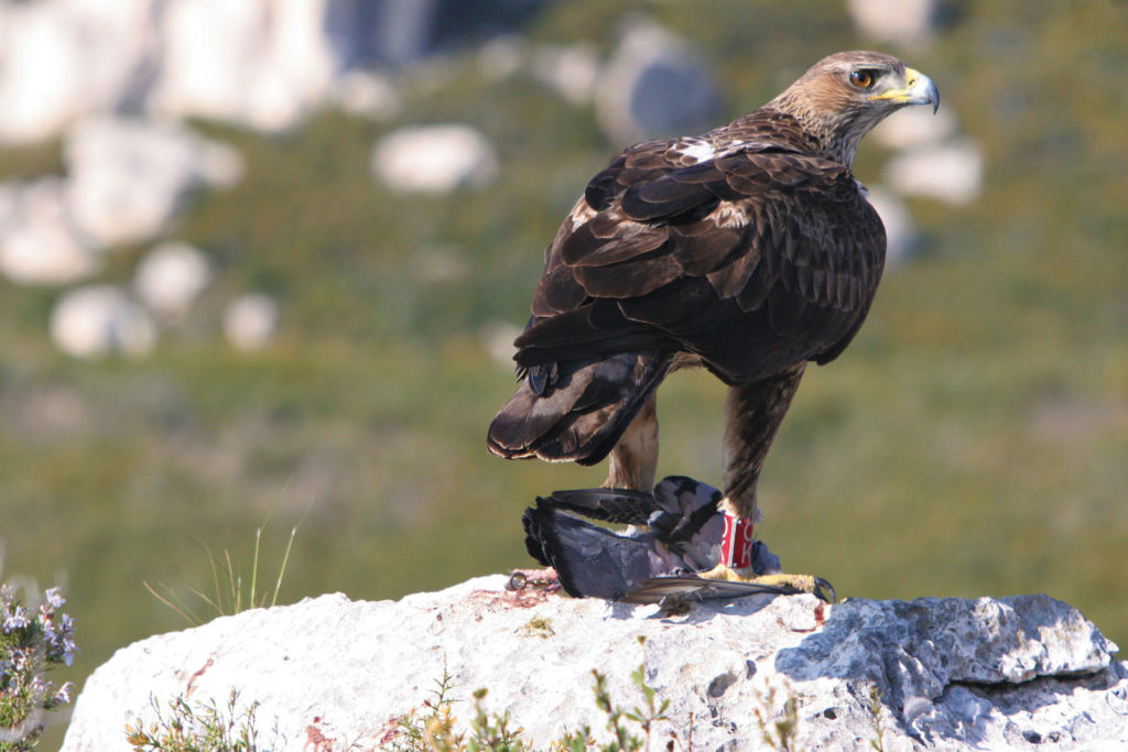 Les aigles de Bonelli