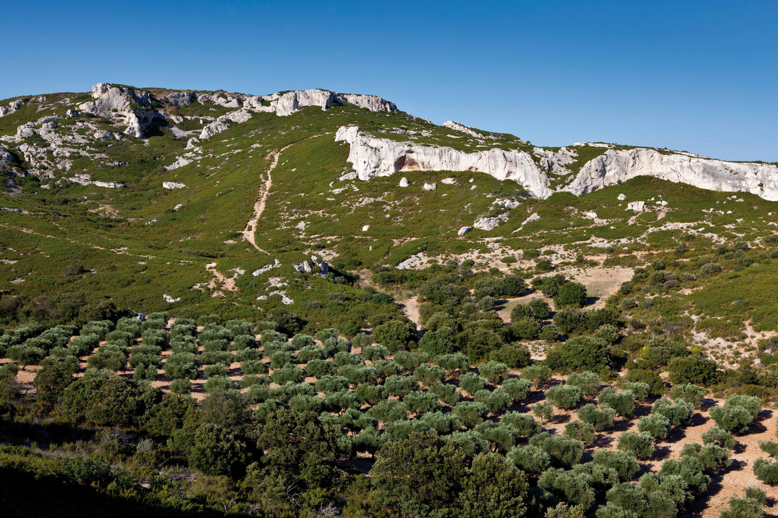 L'oliveraie du Château Calissanne