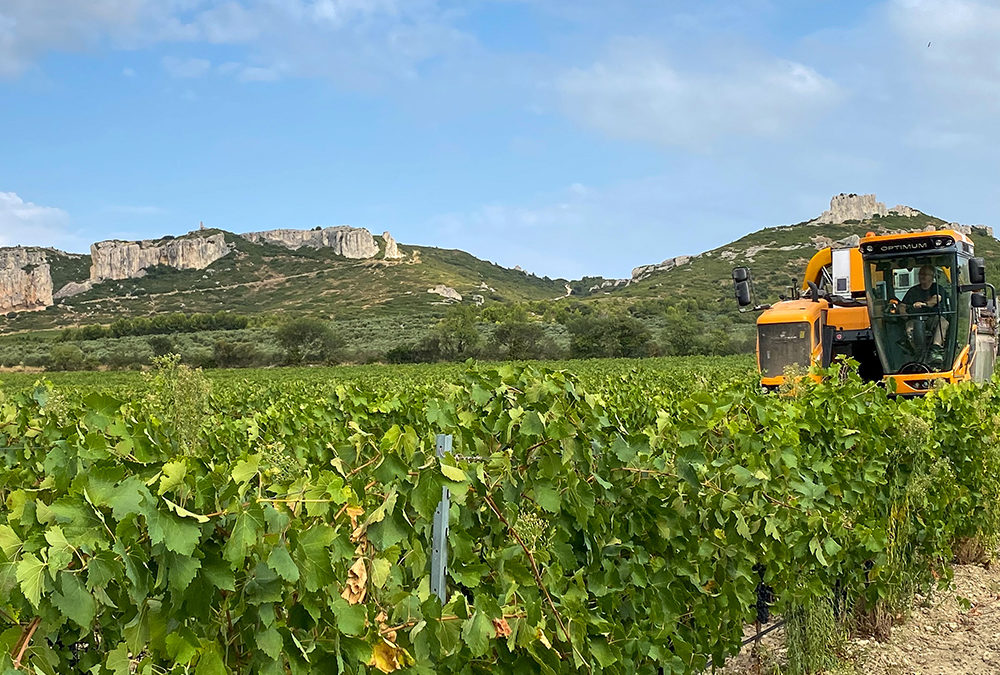 Vendanges 2021 : top départ !