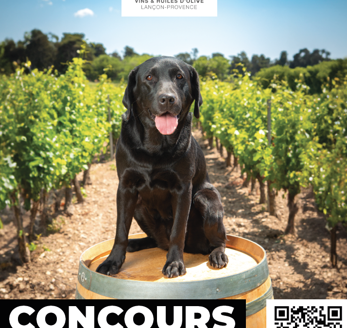 Wine Dogs in Provence