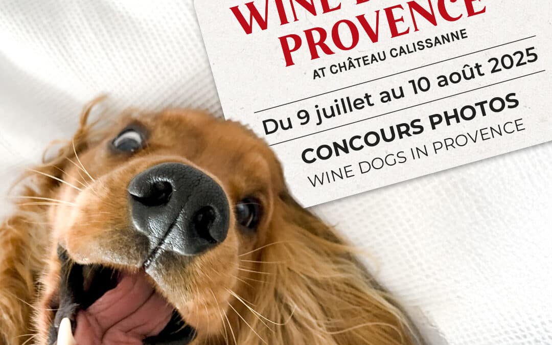 Concours photos Wine Dogs in Provence dédié aux chiens