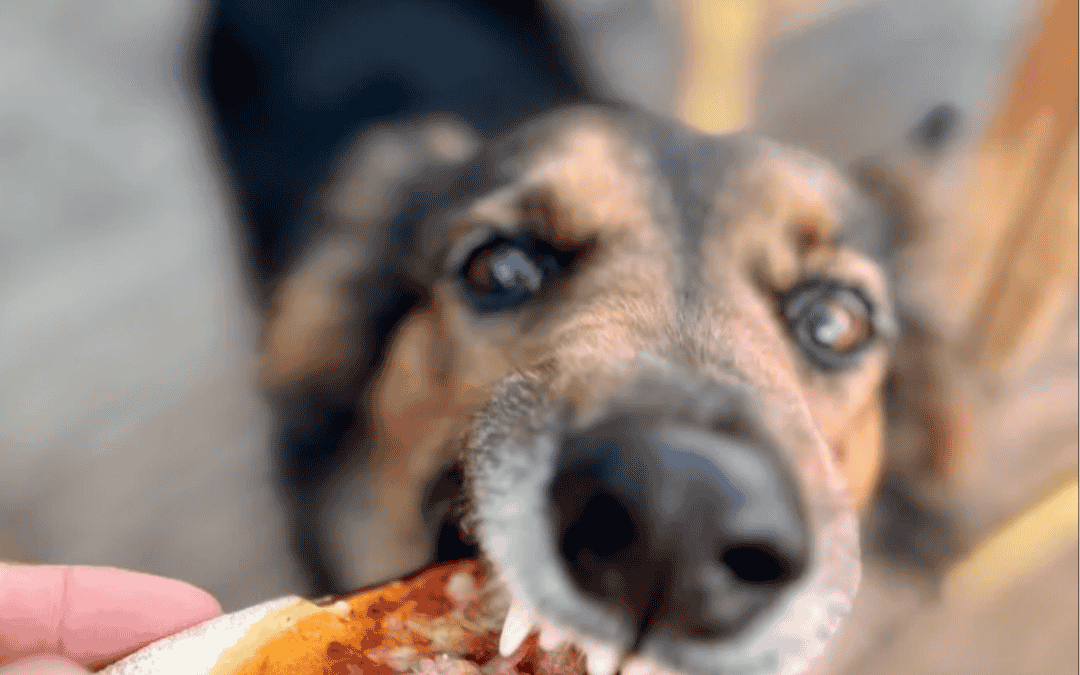 Concours photos Wine Dogs in Provence dédié aux chiens