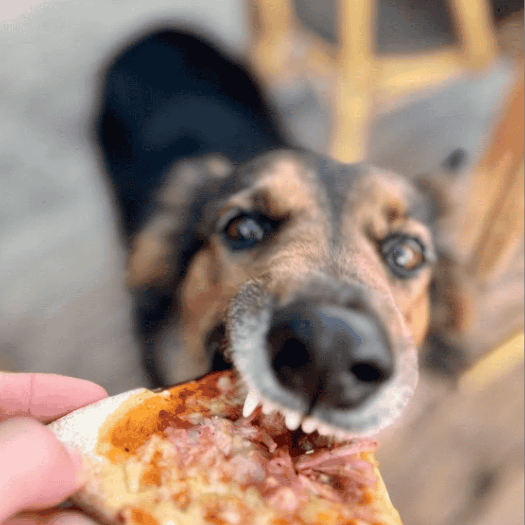 Chien marron participant au concours, en train de manger une part de pizza