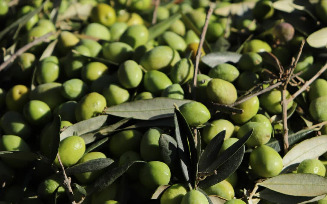 Les olivades au Château Calissanne !