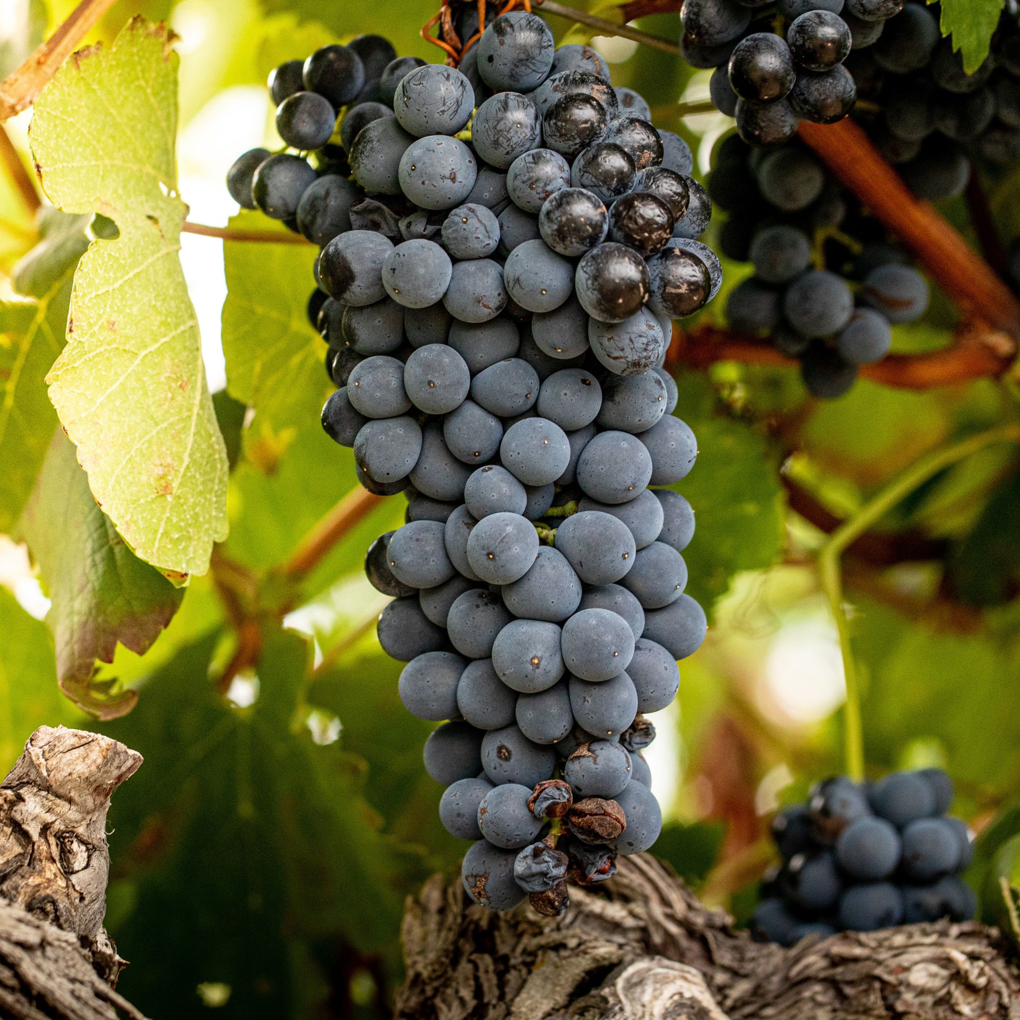 20260420-fete-vendanges