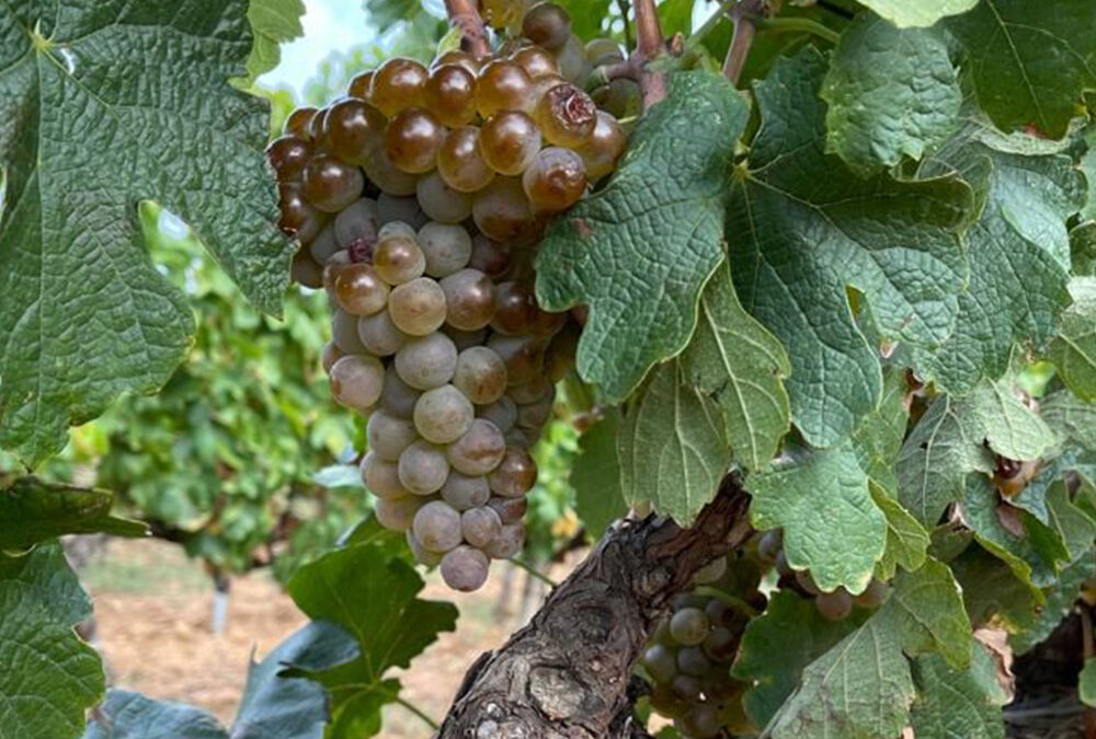 actu-vendanges-chateauneufdupape-2