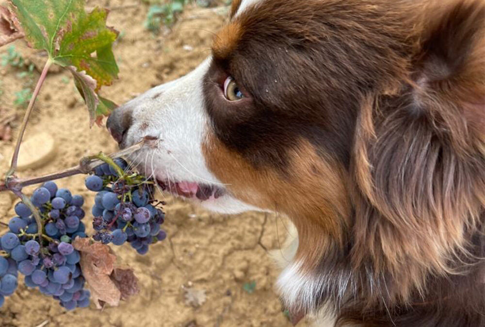 actu-vendanges-chateauneufdupape