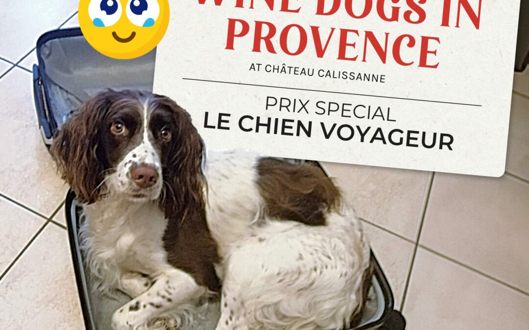 winedog-chien-voyageur