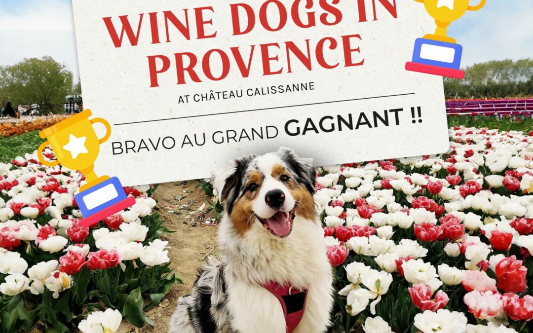 winedog-le-gagnant
