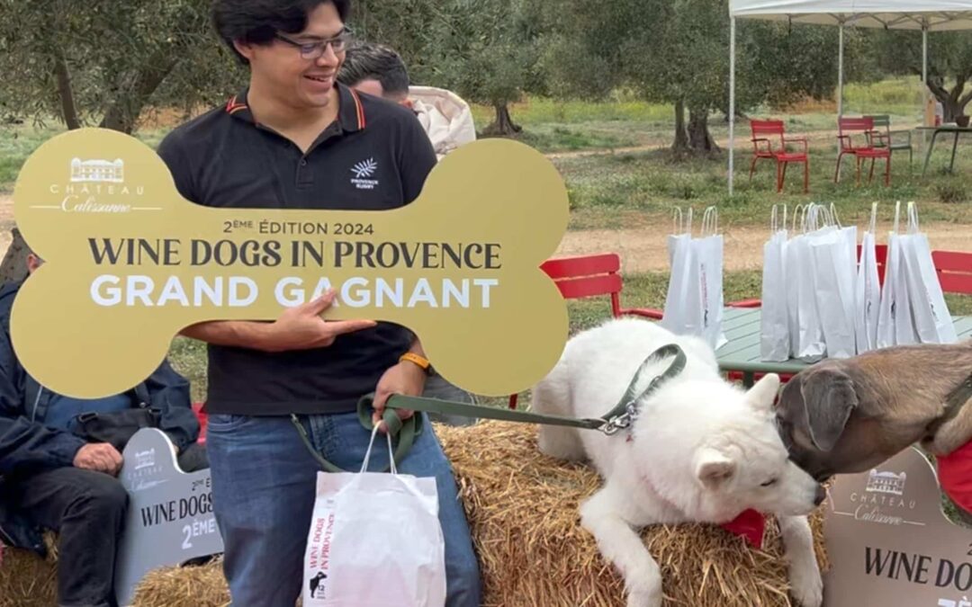 winedogs-gagnant